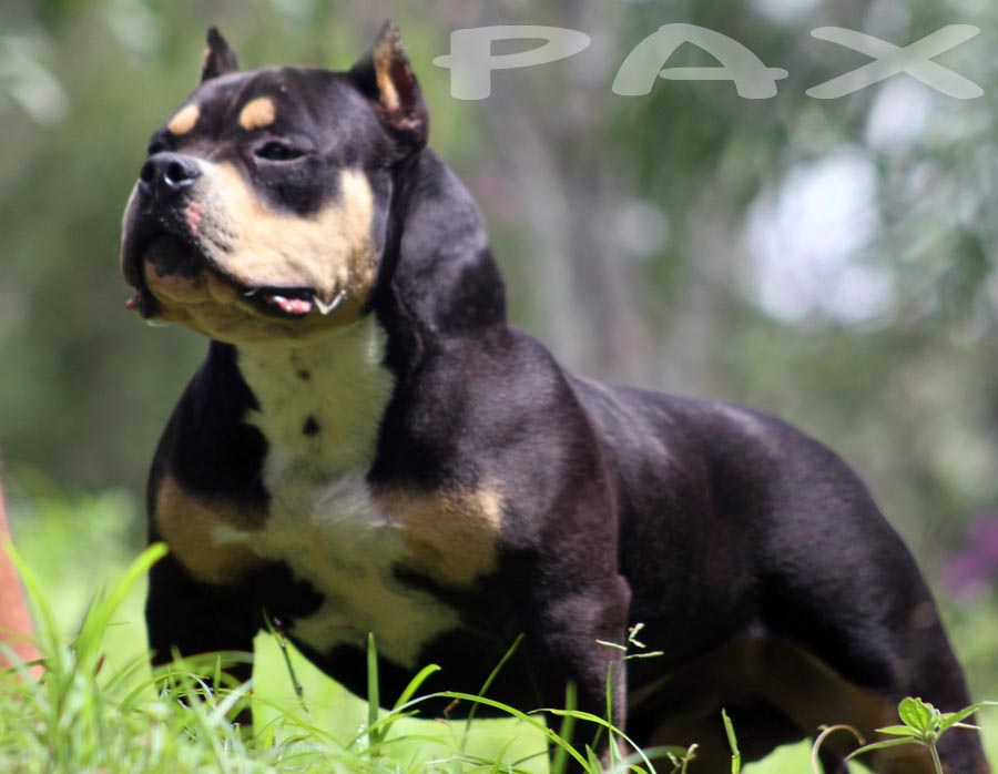 American bully Pax Daxline Gotty line