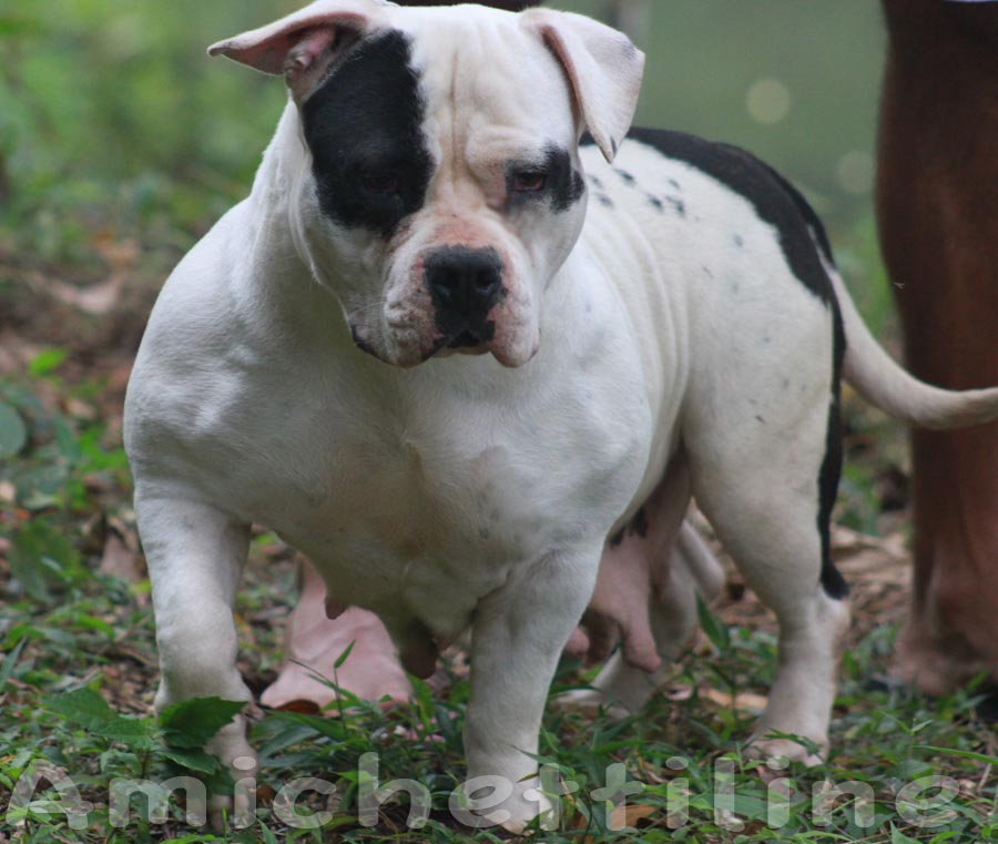 pocket american bully amichetti harakiri gottyline daxline kurupt