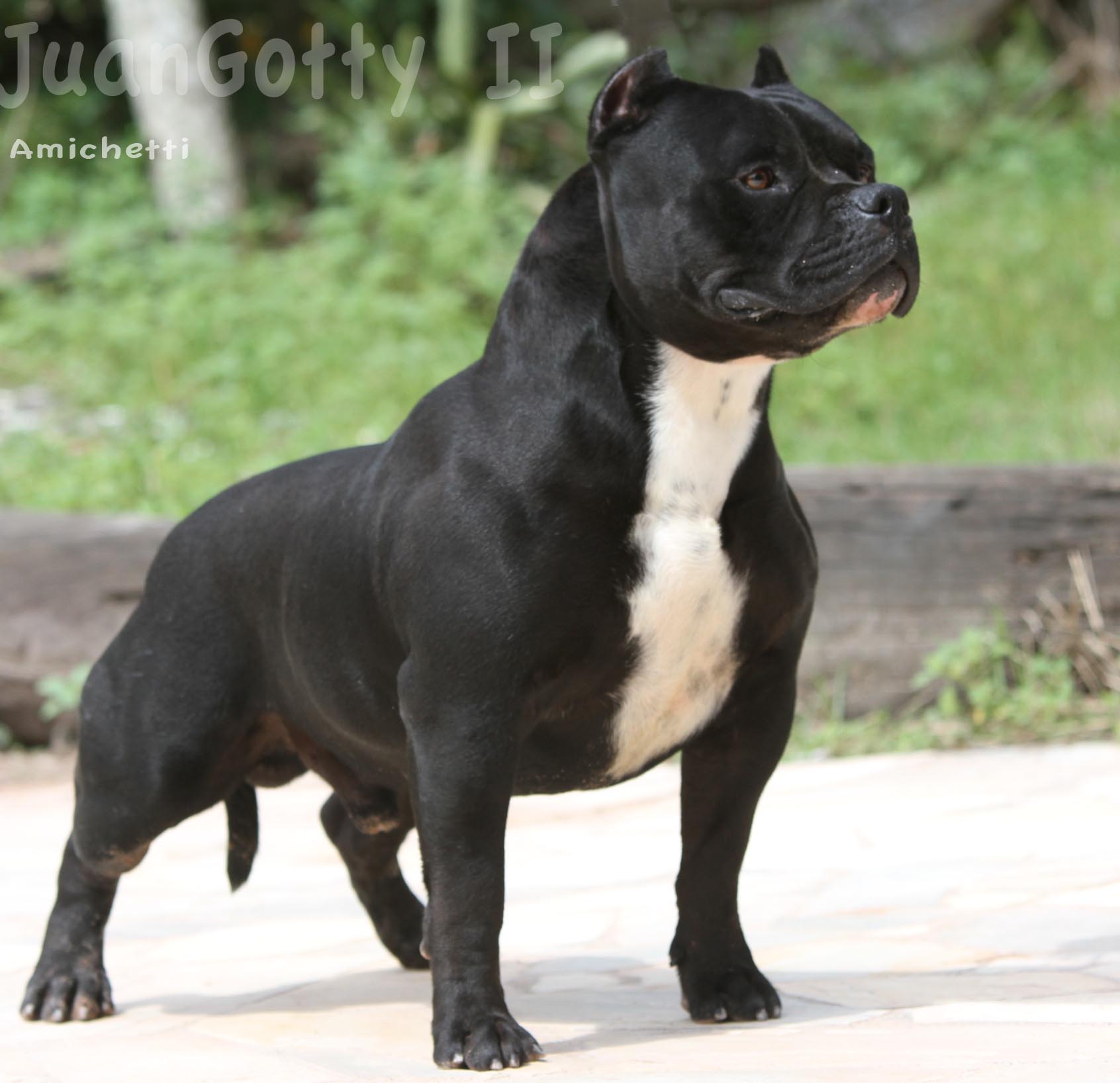 American Pocket bully Daxline Amichetti Gottyline Juan Gotty