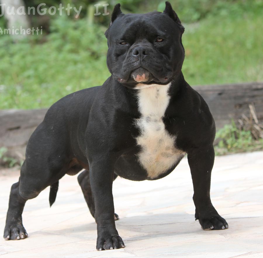 Juan Gotty American Bully Canil Criador Breeder Pic Gottyline