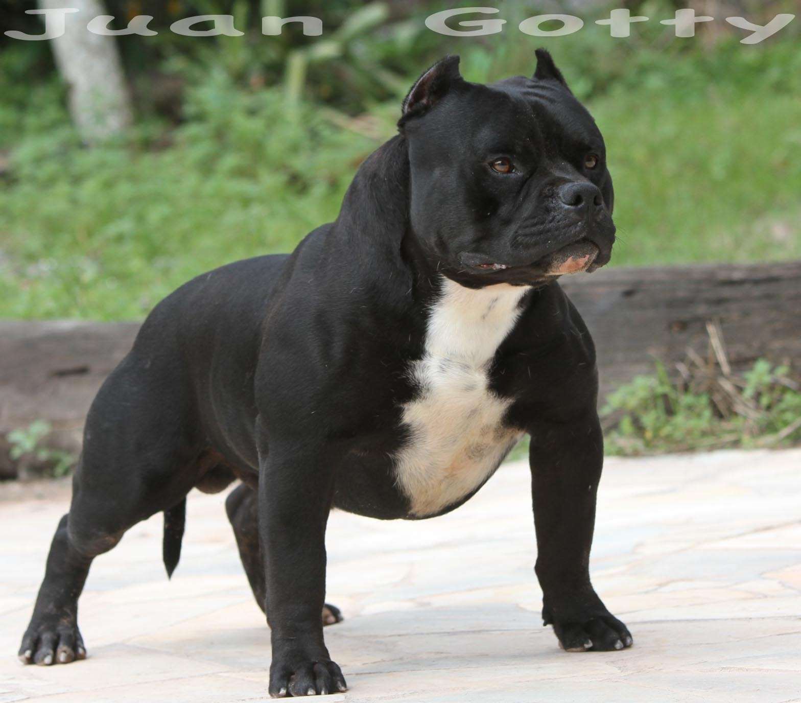 american bully gottyline Juan Gotty