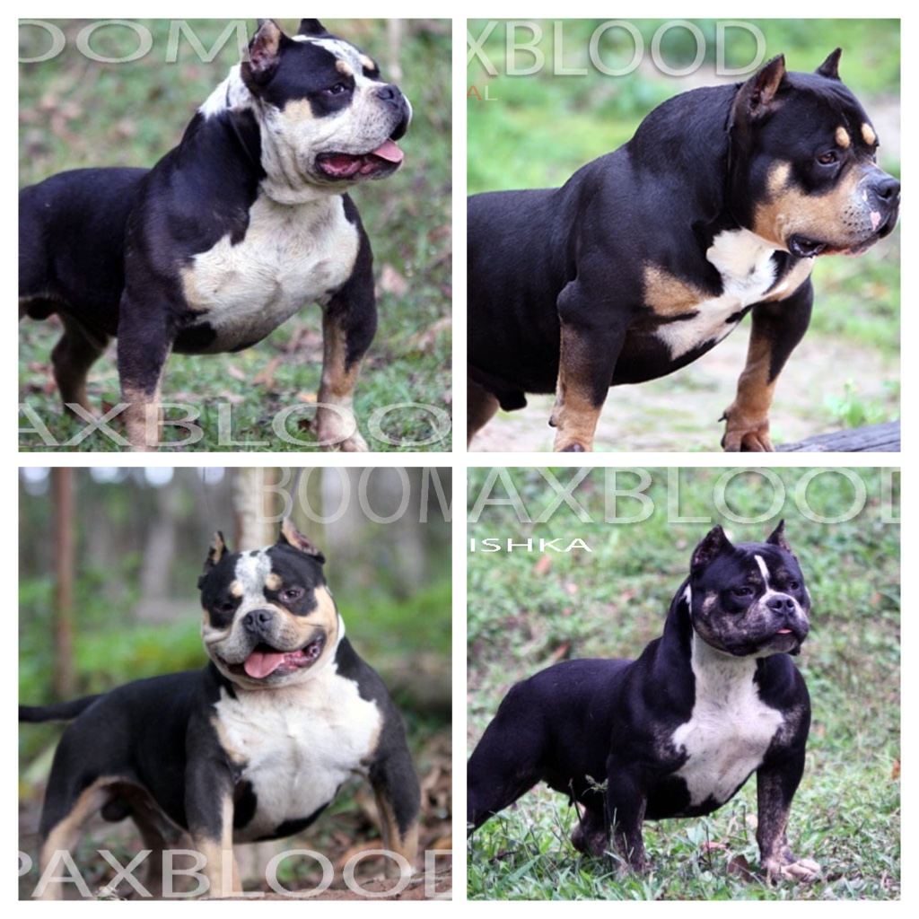 ORIGINAL  AMERICAN BULLY PAXBLOOD PURE GOTTILINE