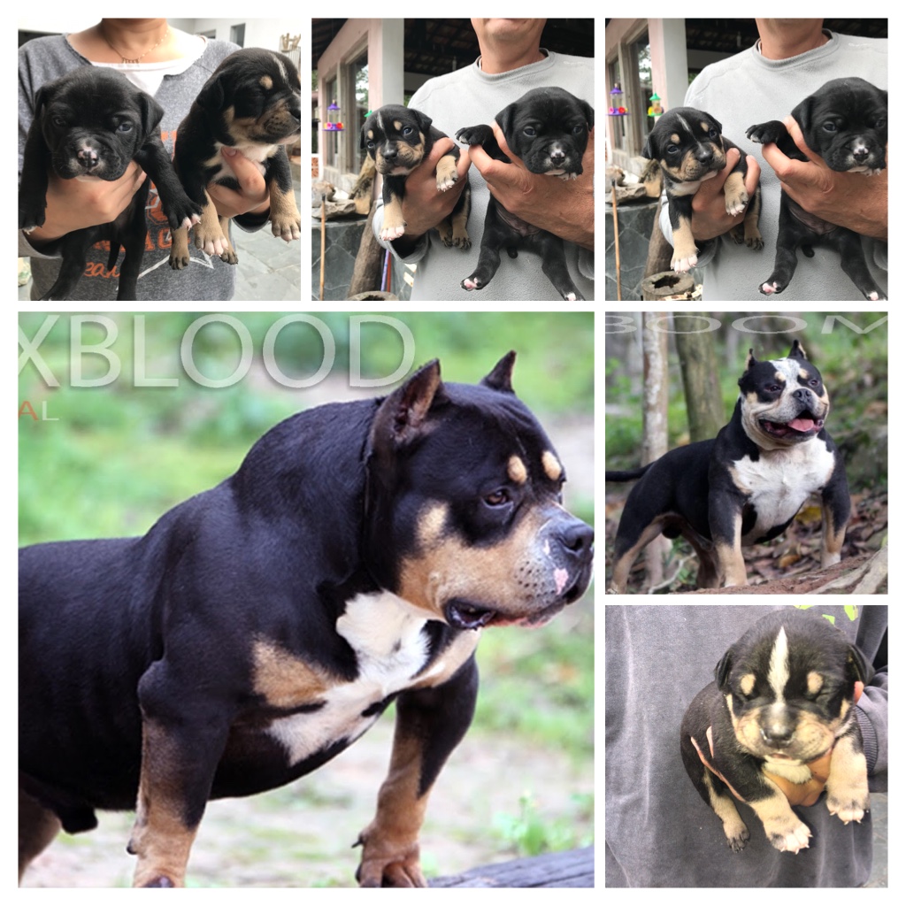 original american bully blue blood Pax