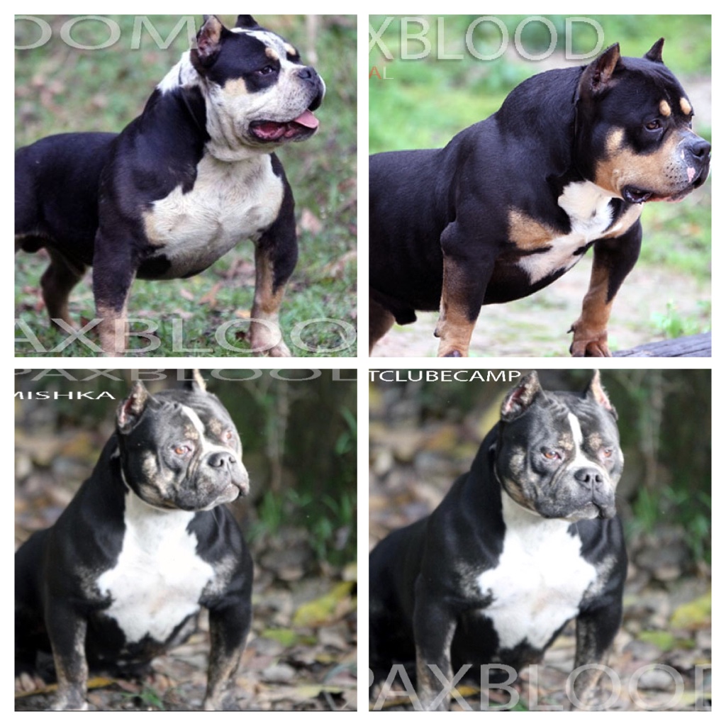 ORIGINAL AMERICAN BULLY SHORT MUSCULAR BIG HEAD