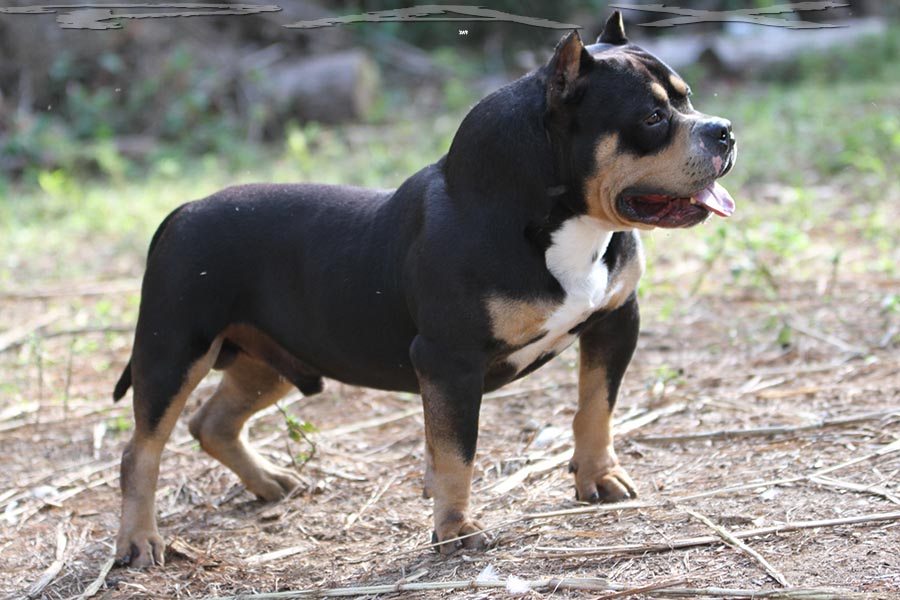 PAX Blood American Bully USA DAXLINE RIP DAX