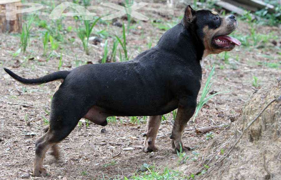 PAX Blood Line Gottyline American Bully USA Brasil