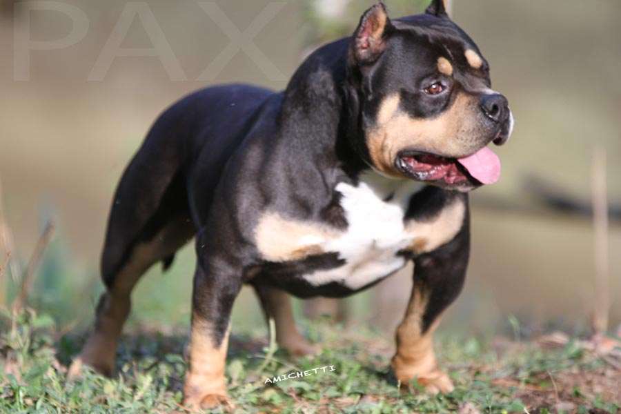 Pax gottyline canile Amichetti pups american bully