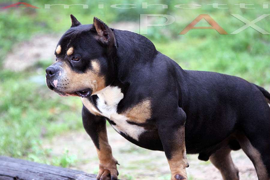 PAX Dxline American bully USA Brasil