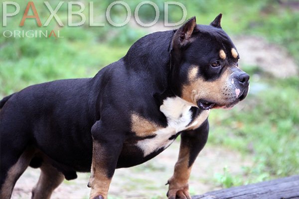 PAX AMERICAN BULLY ORIGINAL