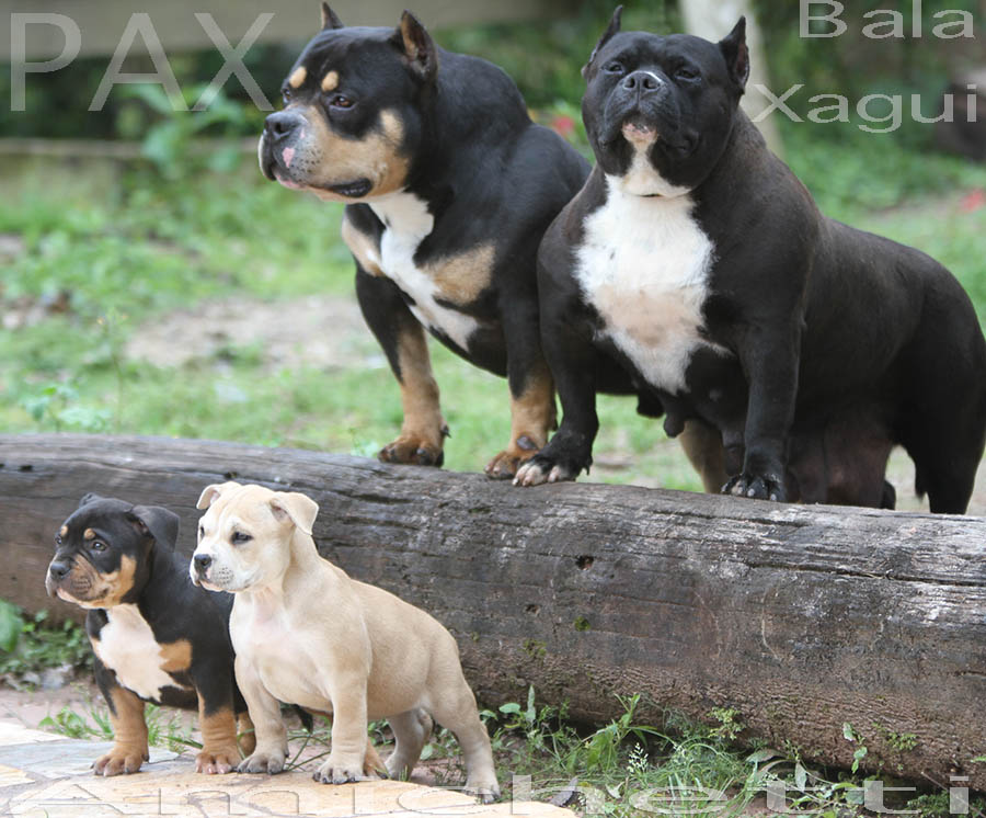 PRIMEIRA NINHADA DE AMERICAN BULLY NO BRASIL GOTTILINE O PETCLUBE