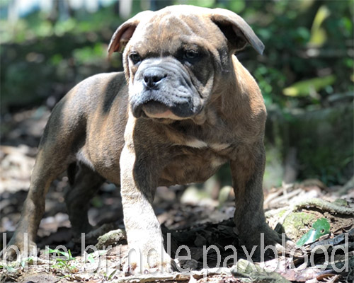 MACHO BLUE BRINDLE FORTE PAXBLOOD