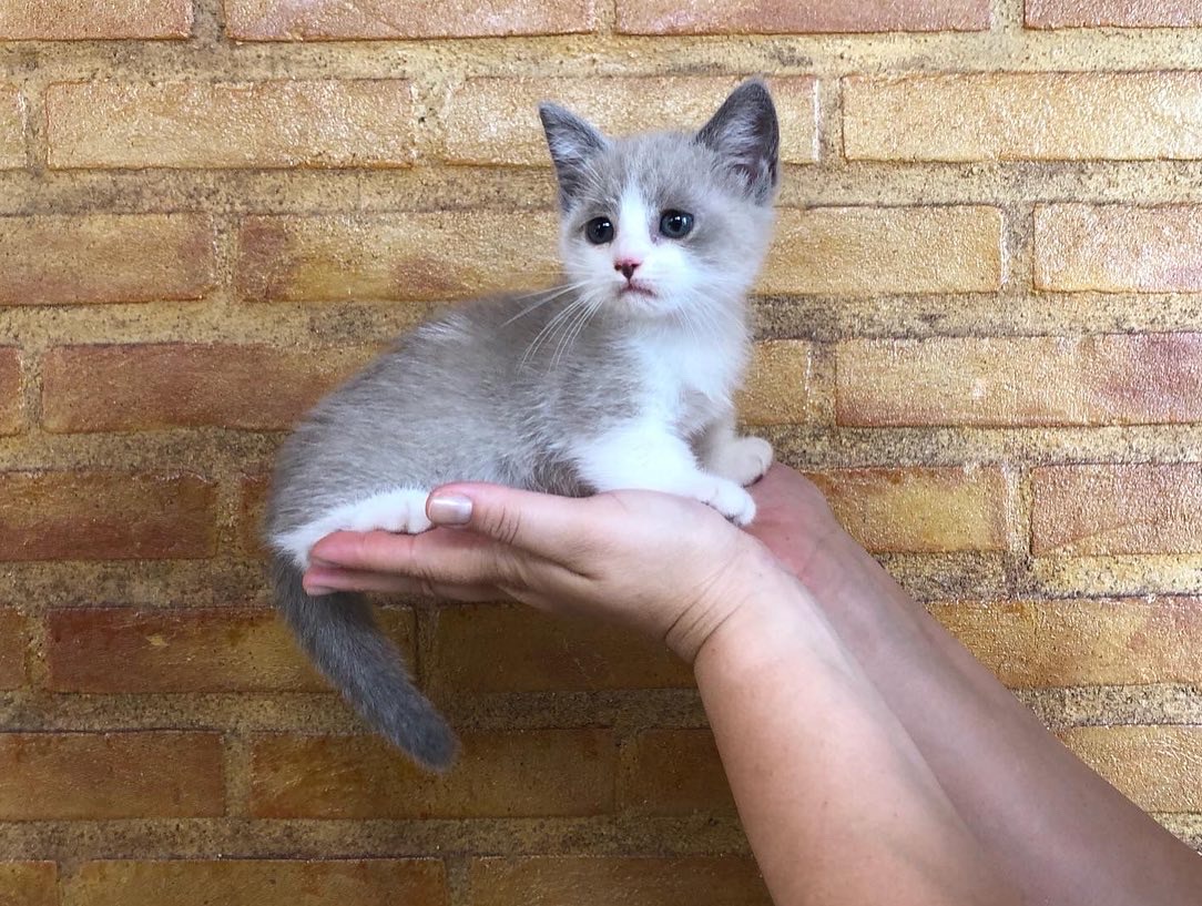 MENOR GATO DO MUNDO PETCLUBE