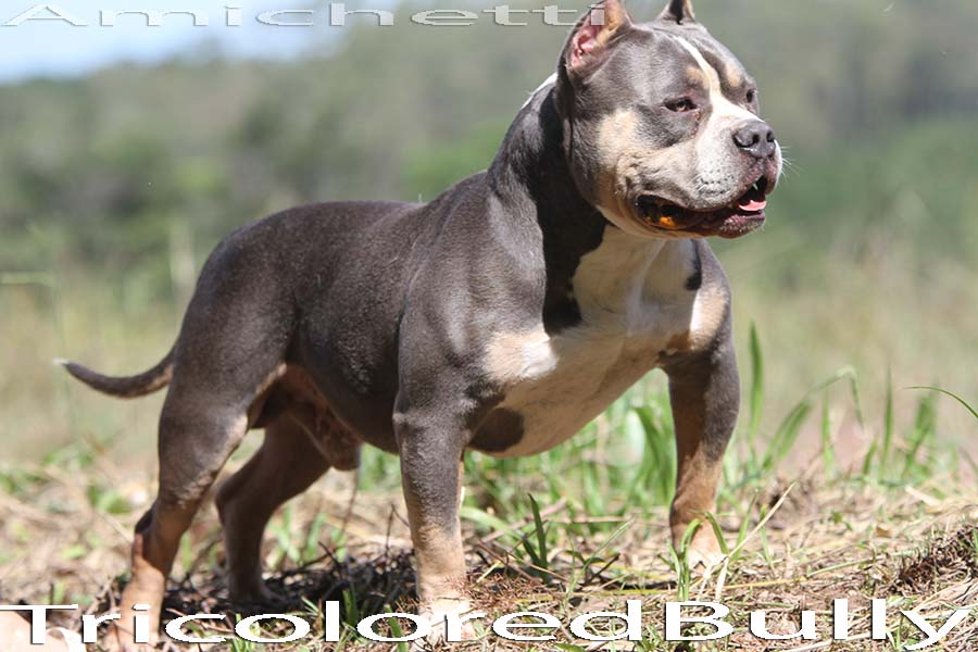 tri color blue american bully