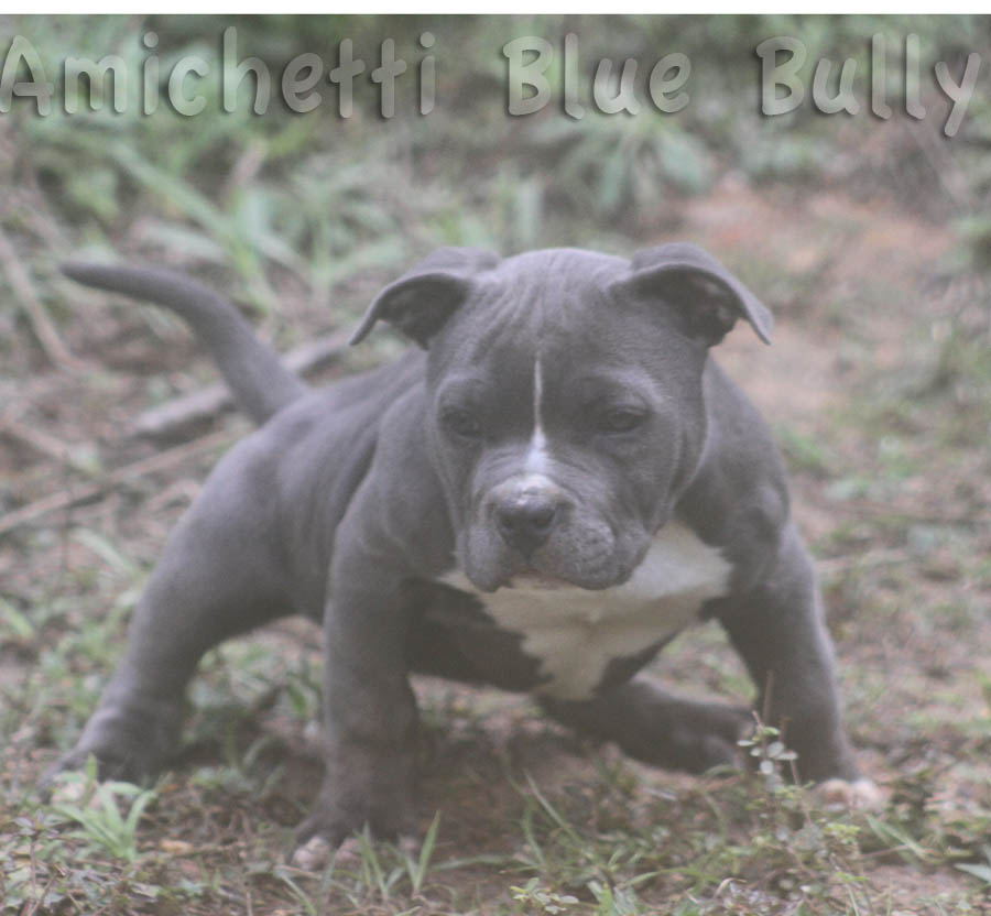 pocket bully blue nose