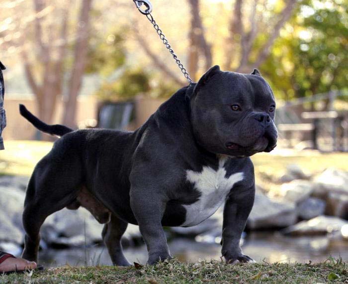 exotic bully Miagui