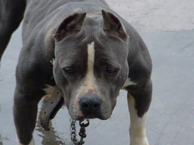 american bully amichetti