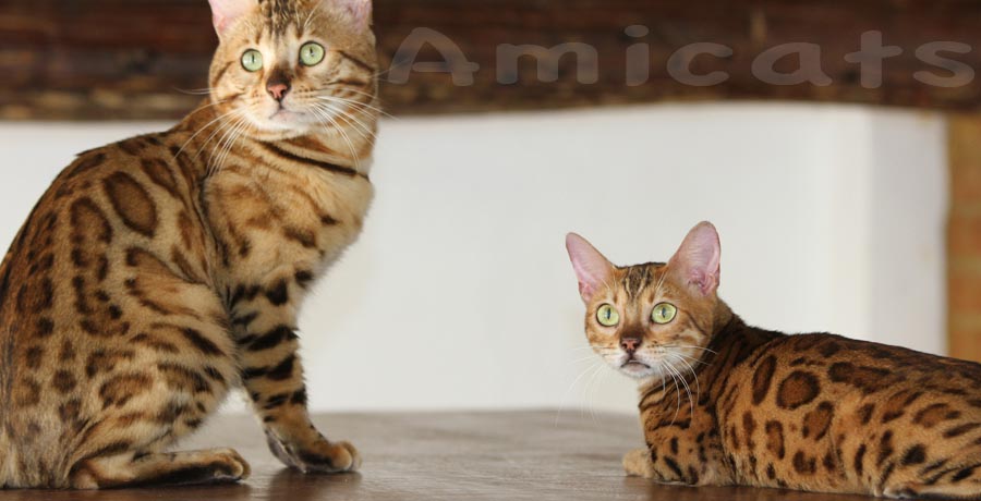 rosetas rosetteds bengal