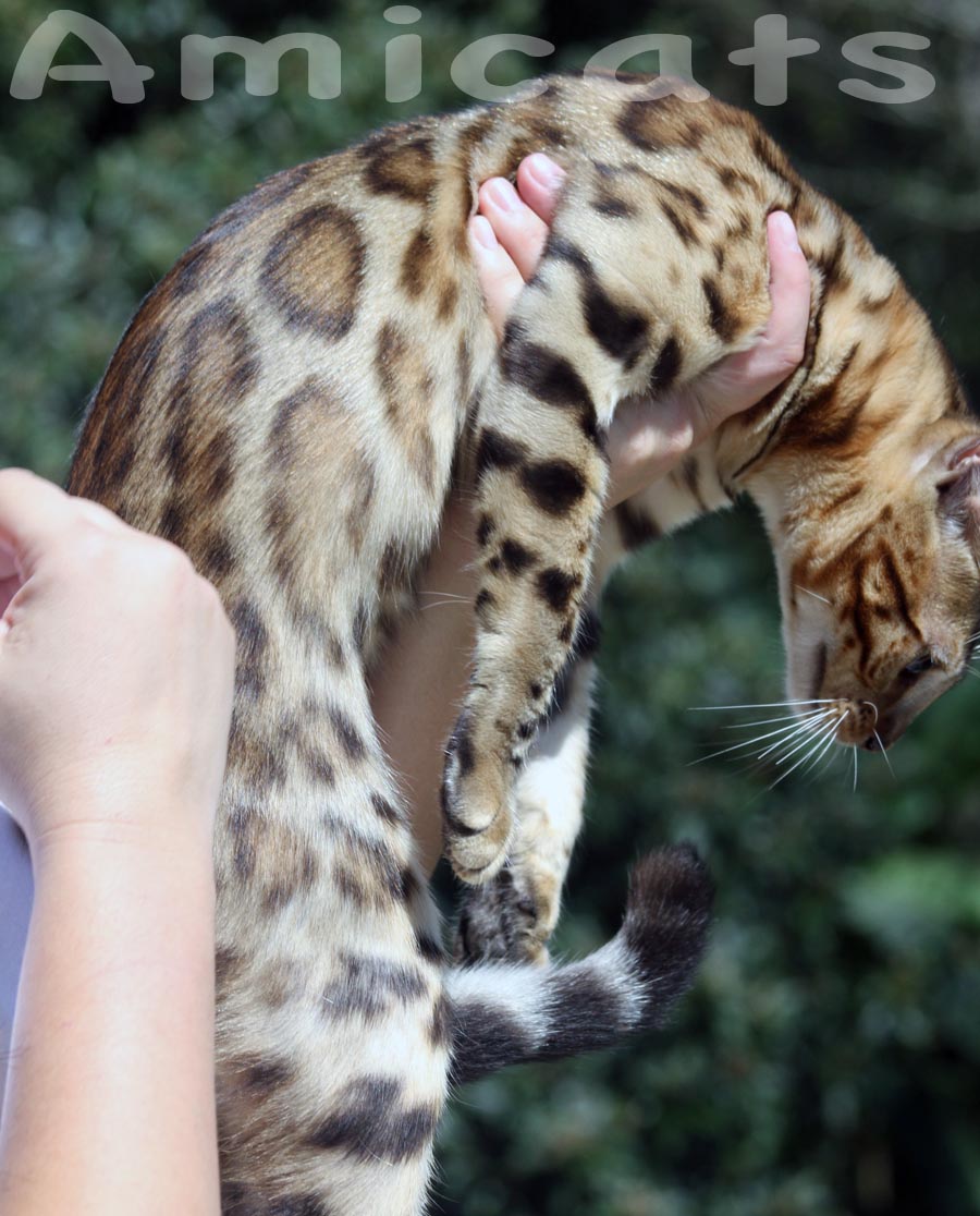 bengal show amicats pendular go gees image pic foot cat bengal animal breeder