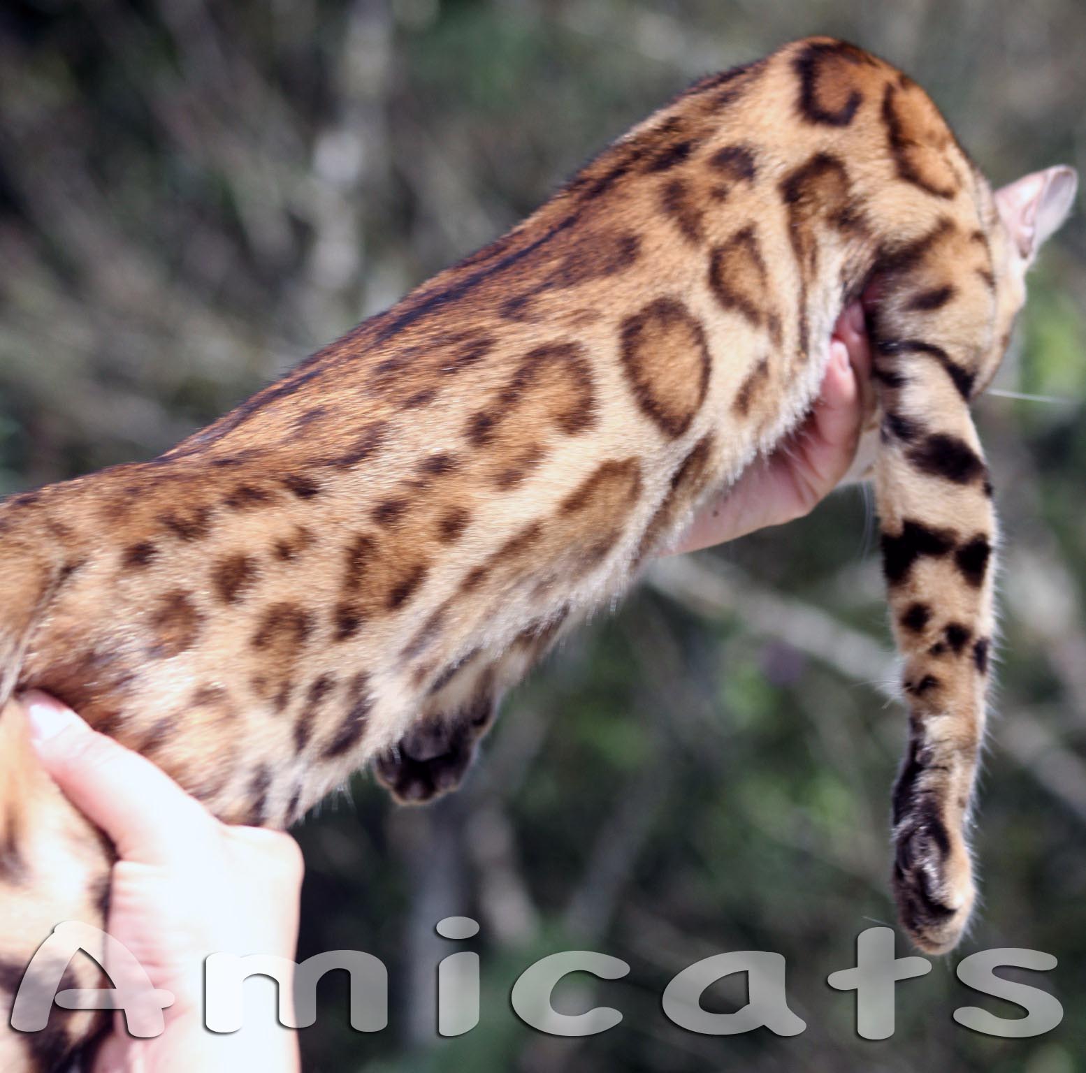 Amicats bengal ipc pedigree certification IPC