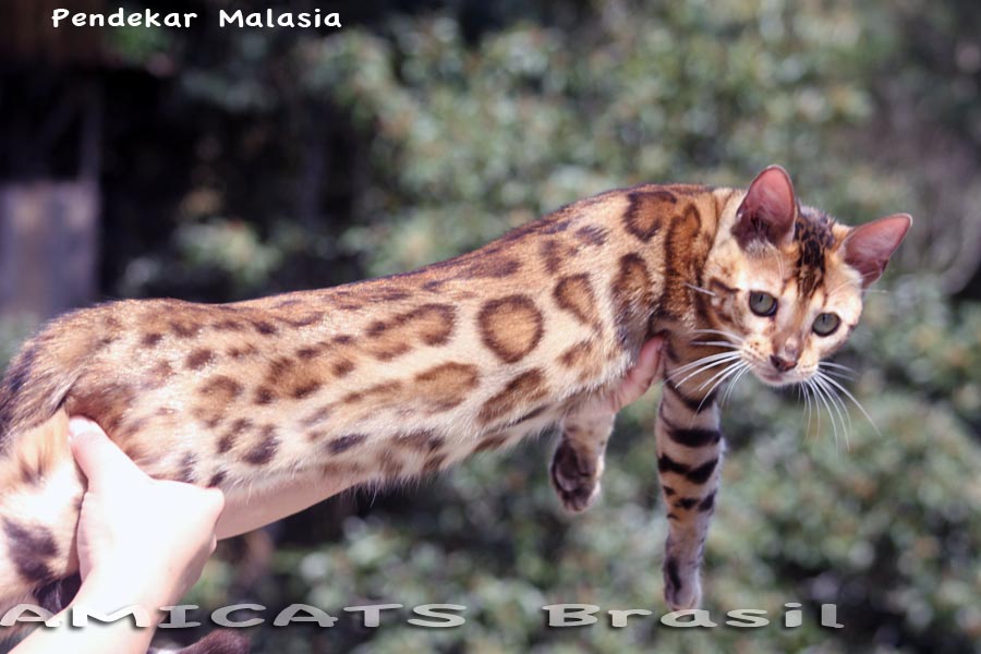 bengal amicats