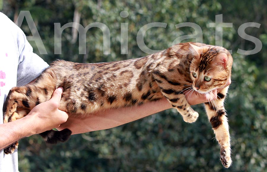 bengal rosettes rosetted rosetas marble spotted amicats