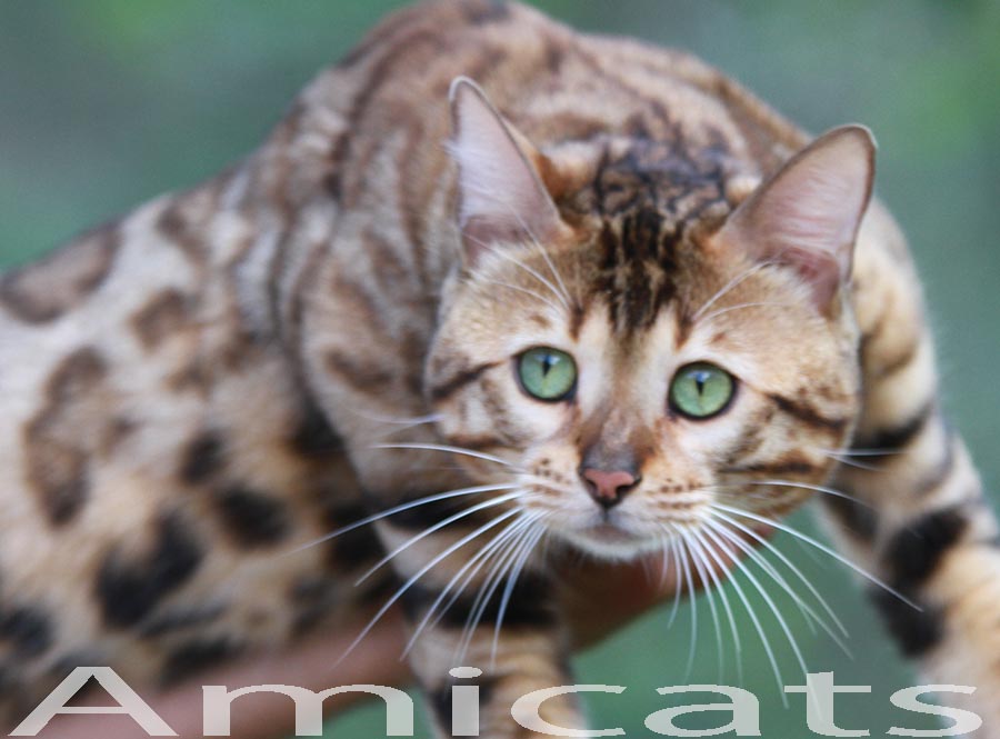 bengal rosettes rosetted rosetas marble spotted amicats