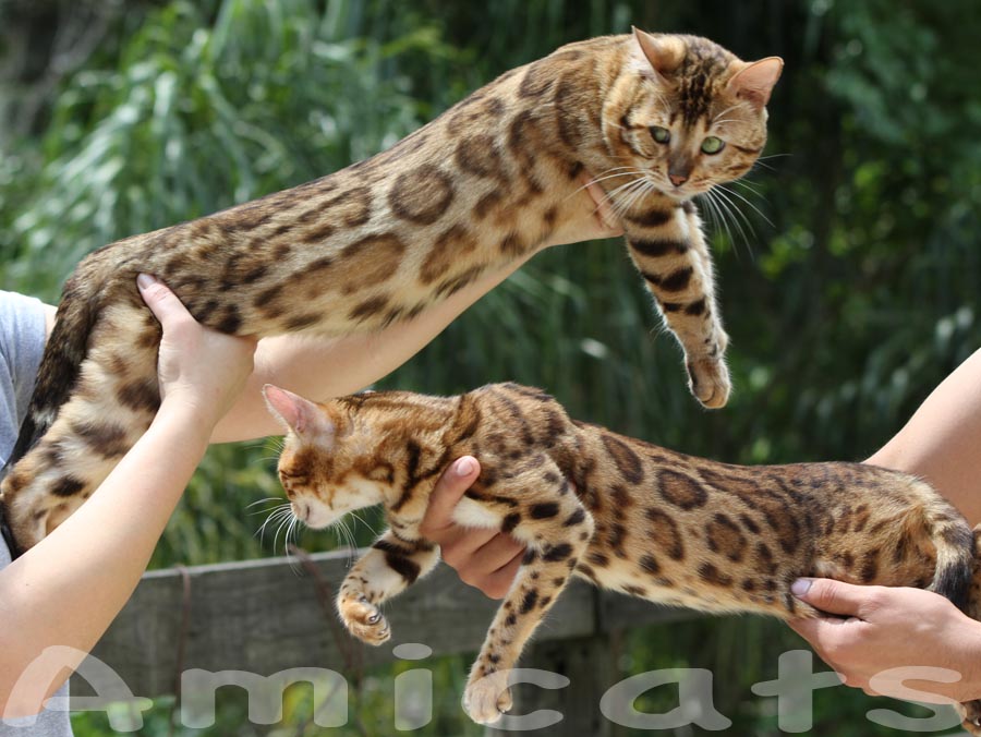 bengal cat amicats go gees pendular pis