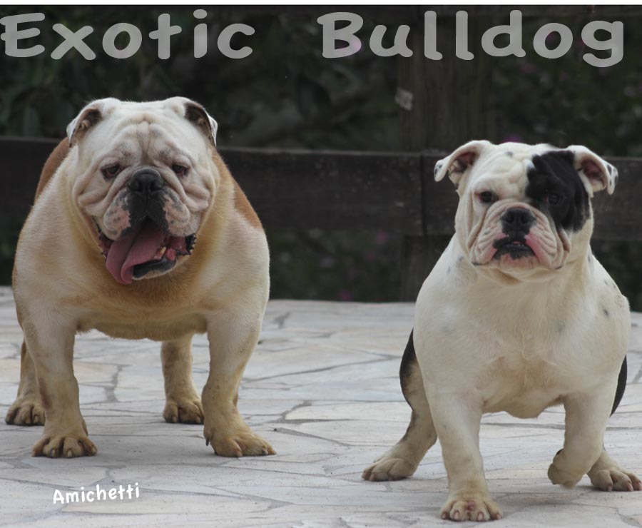 exotic bulldog rare color bulldog ingles cor rara exotico