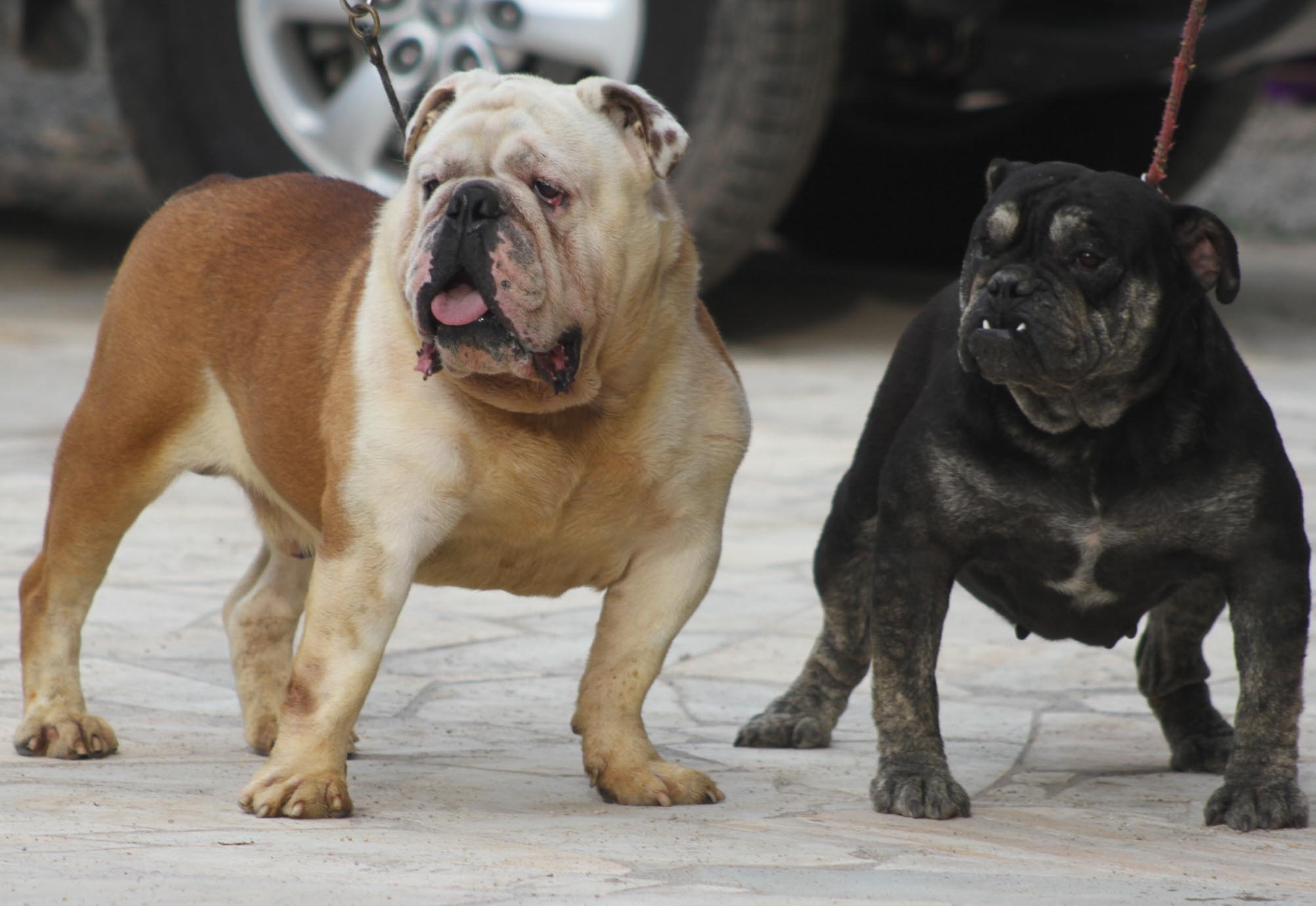 english bulldog rare color exoticos bulldogs