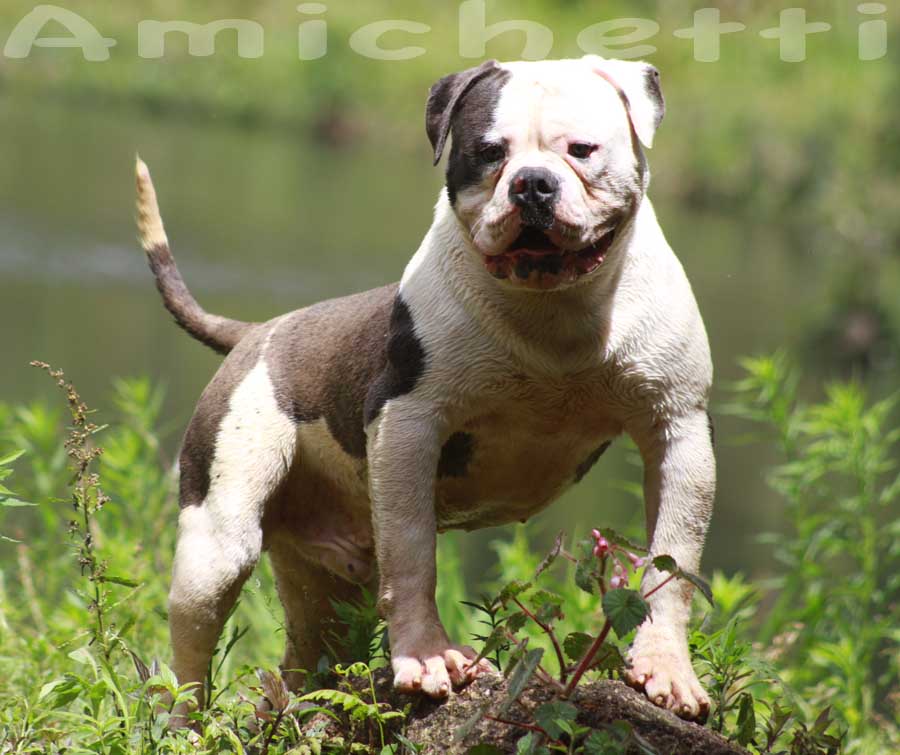 olde english bulldogge blue old bulldog bully azul cinza brazil