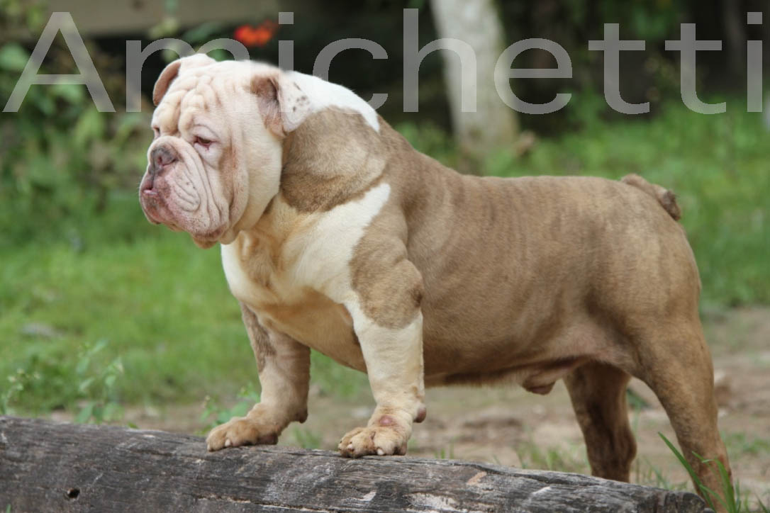 bulldog ingles colorido rare color english bulldog