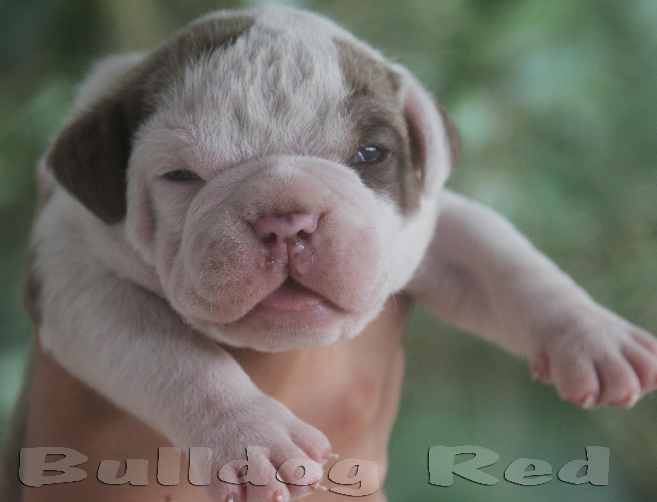 bulldog rare color