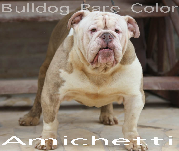 BULLDOG RARE COLOR EXOTIC BULLDOG