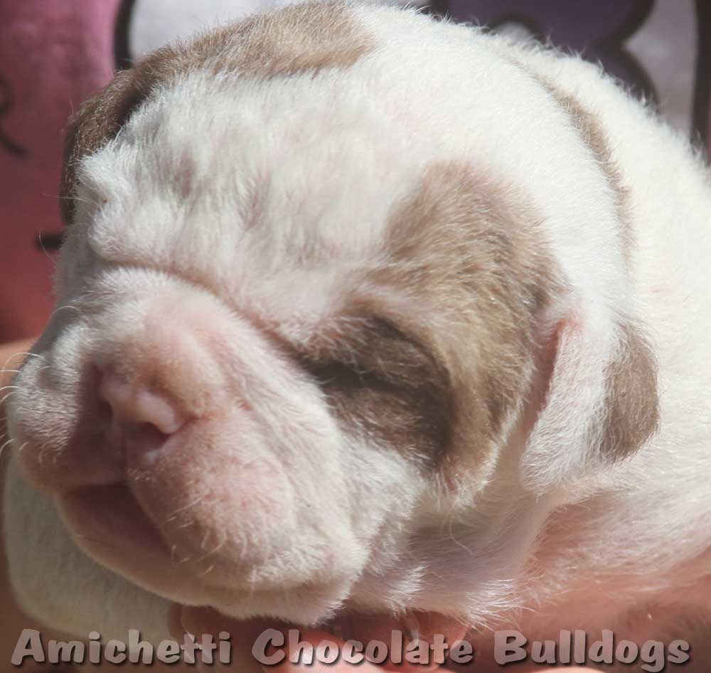 bulldog ingles chocolate brindle cor rara