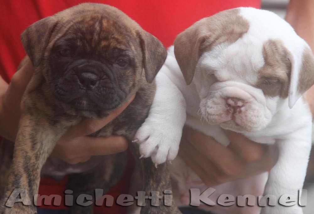 bulldog pups