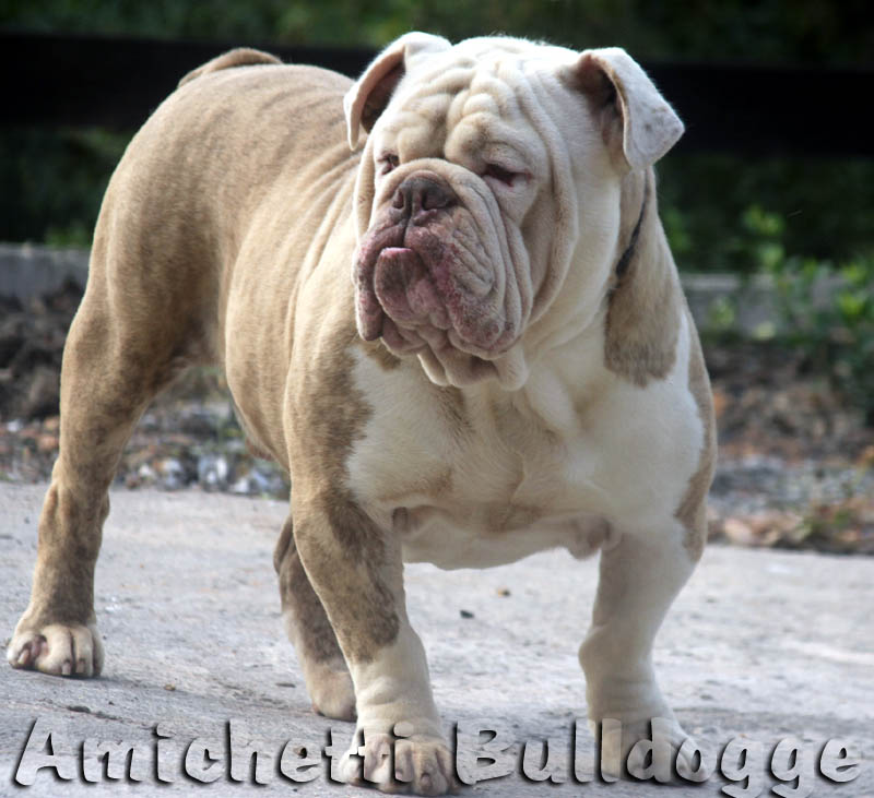 tboneoldebulldogge2