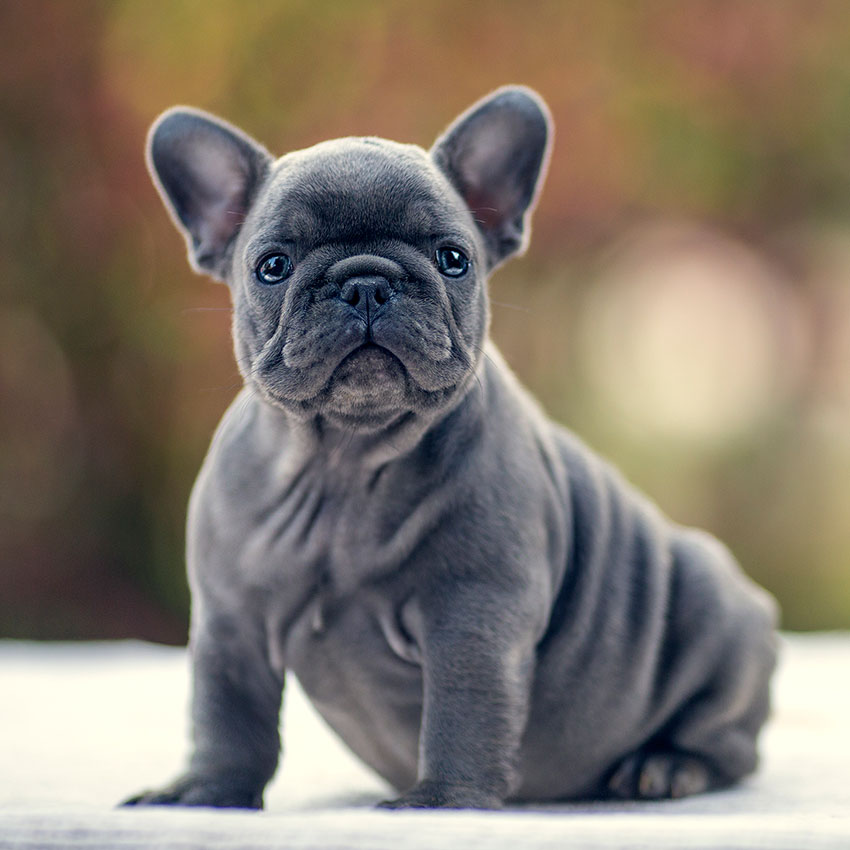 blue french bulldog 