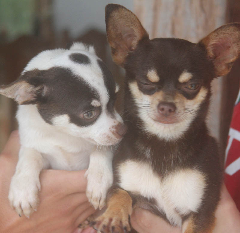 mini chihuahua teacup