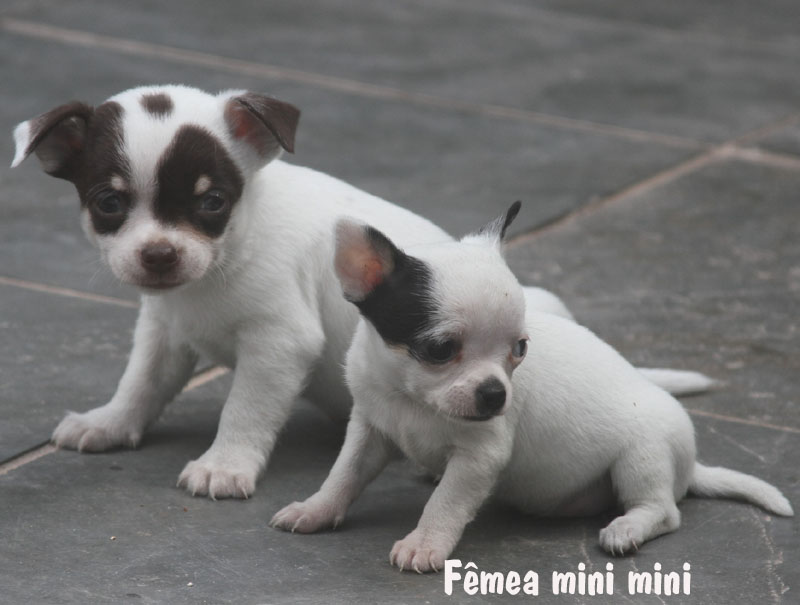 femea mini mini