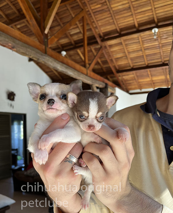 #Chihuahua#Chihuahuafemea#chihuahuamini#Chihuahuafilhotes##Chihuahuapics#Chihuahuaamichetti#Chihuahuacanilamichetti#Chihuahuamicro#minicão#canil#Chihuahua