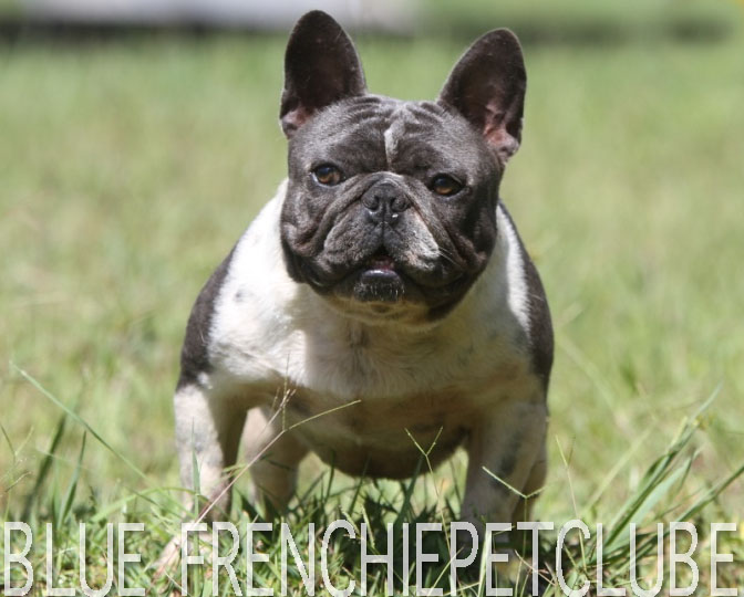 BLUE bulldog frenchie petclube