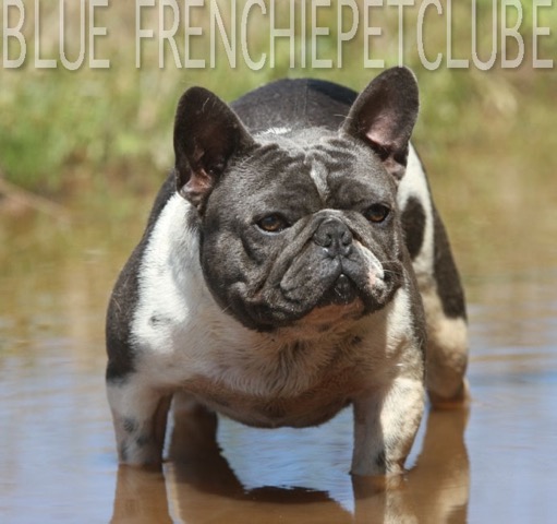 blue french bulldog petclube usa brasil