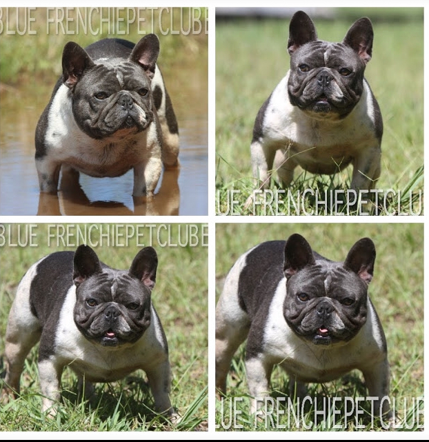 blue french petclube bulldogs