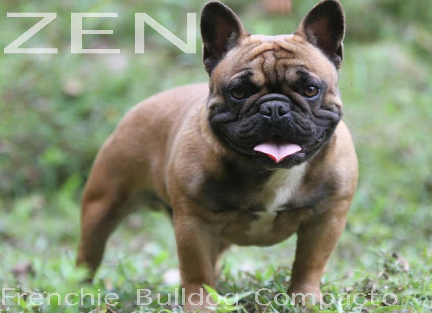 ZEN FRENCHIE BULLDOG PETCLUBE BLUE GENE