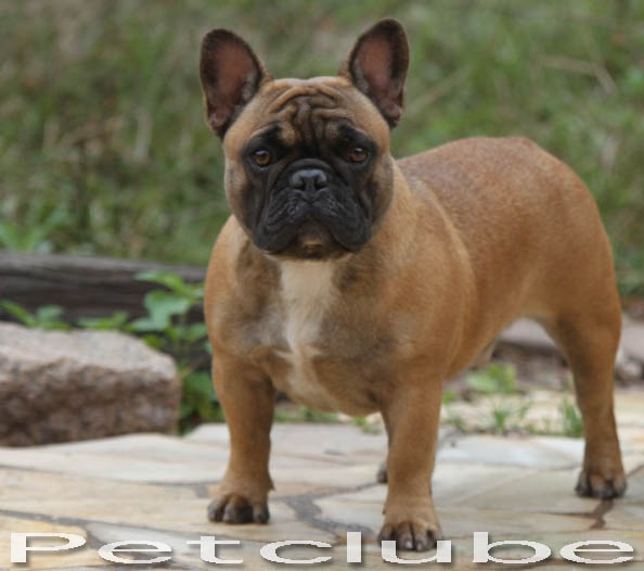 Petclube Bulldog franchie Blue Gene