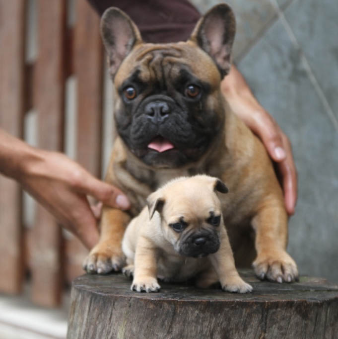 bulldog frances exotic french bulldog blue lilac choco carrier