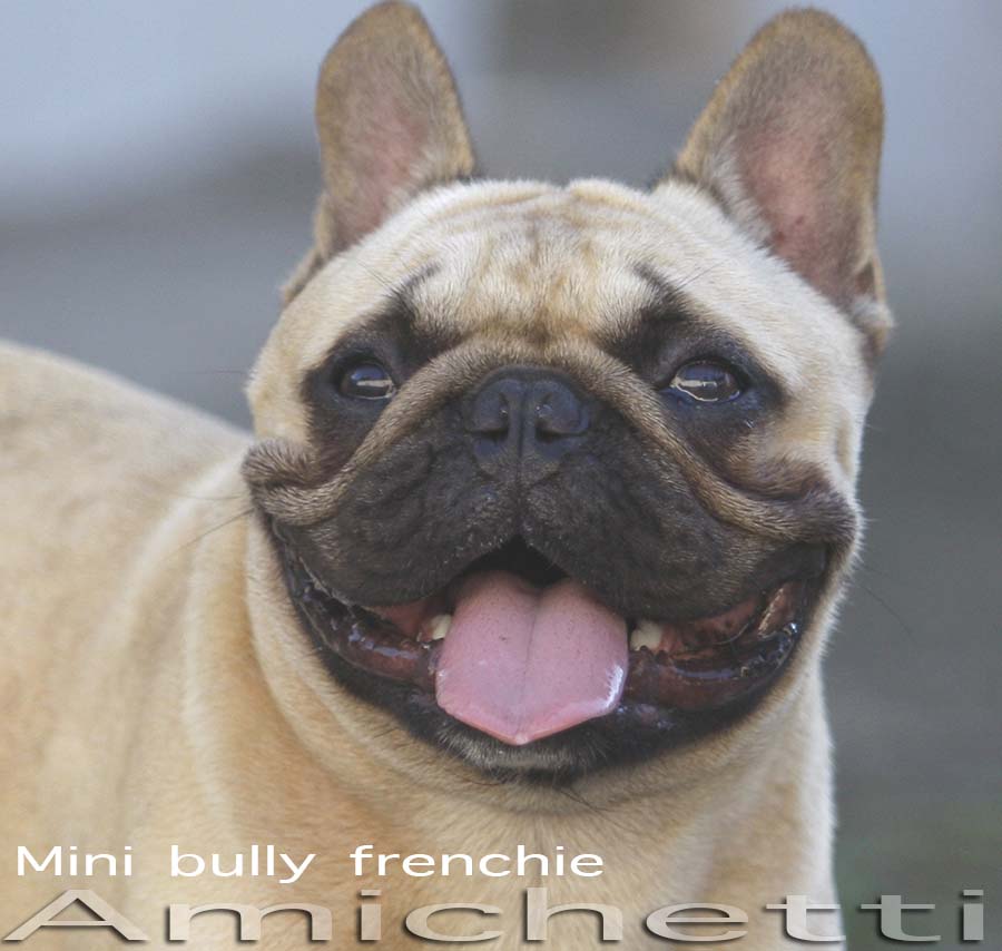 bulldog frances chocolate gene