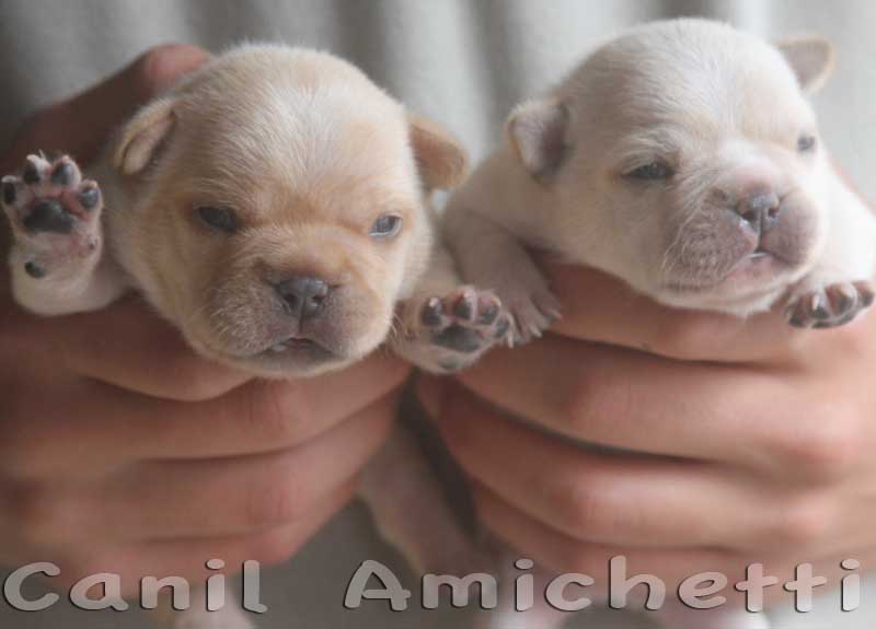 french bulldog blue fawn