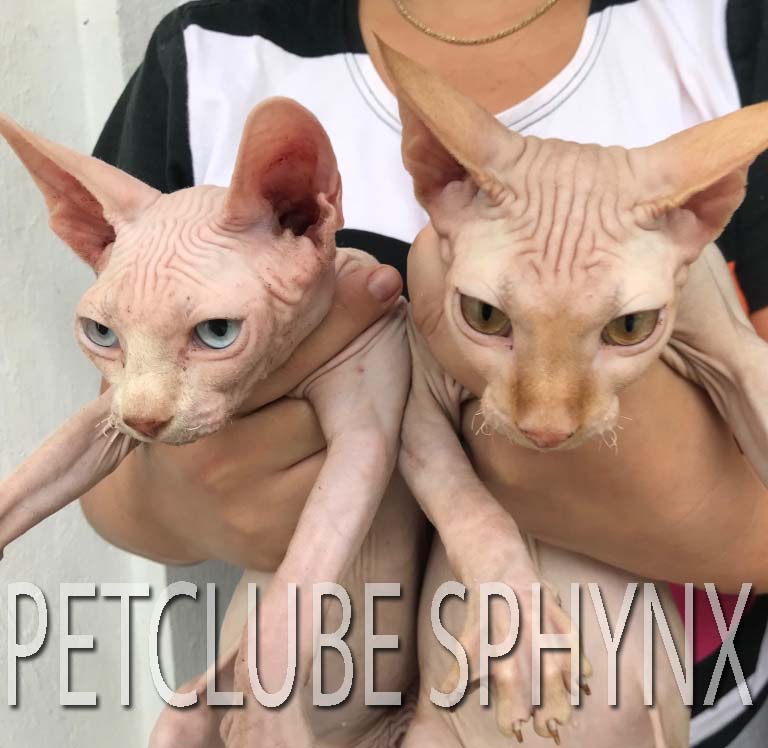 rare SPHINX Petclube