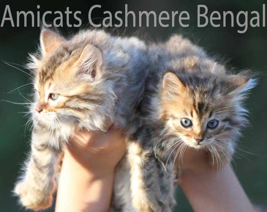 Bengal Long Hair Cashmere